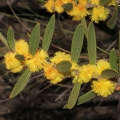 Acacia lanigera var. lanigera at Acton, ACT - 23 Aug 2019