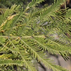 Acacia decurrens at Acton, ACT - 23 Aug 2019 11:43 AM