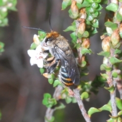 Lipotriches (Austronomia) australica at Northangera, NSW - 20 Jan 2020 by Harrisi