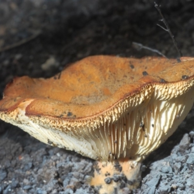 Neolentinus dactyloides (Leathery Sawgill) at Currowan, NSW - 20 Jan 2020 by Harrisi