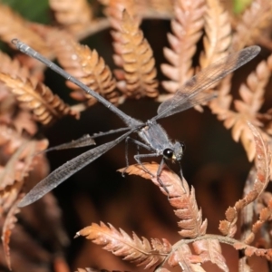 Austroargiolestes icteromelas at ANBG - 16 Jan 2020