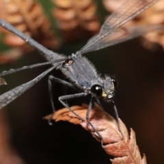 Austroargiolestes icteromelas at ANBG - 16 Jan 2020