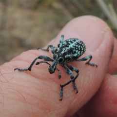 Chrysolopus spectabilis (Botany Bay Weevil) at Tennent, ACT - 15 Dec 2019 by michaelb