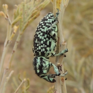 Chrysolopus spectabilis at Tennent, ACT - 15 Dec 2019