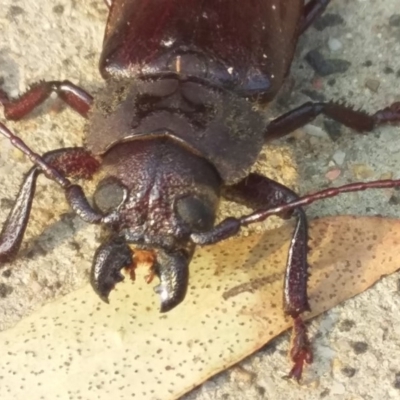 Paroplites australis (Banksia longhorn beetle) at Bermagui, NSW - 25 Jan 2020 by narelle