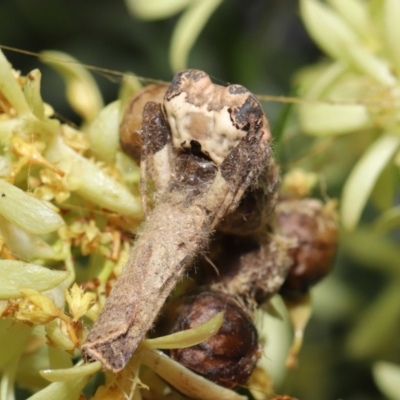 Celaenia excavata (Bird-dropping spider) at ANBG - 15 Jan 2020 by TimL