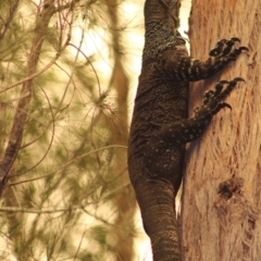 Varanus varius (Lace Monitor) at Moruya, NSW - 25 Jan 2020 by LisaH