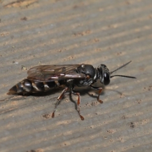 Crabroninae (subfamily) at Hackett, ACT - 15 Jan 2020