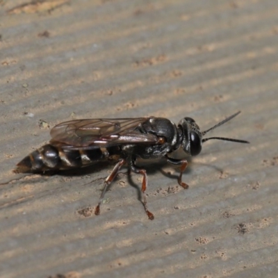 Crabroninae (subfamily) (Unidentified solitary wasp) at Hackett, ACT - 15 Jan 2020 by TimL