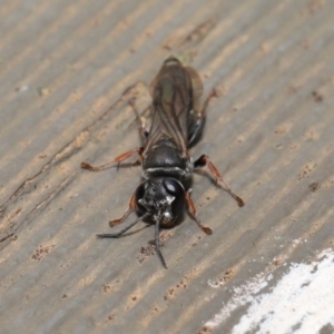 Crabroninae (subfamily) at Hackett, ACT - 15 Jan 2020