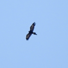 Aquila audax (Wedge-tailed Eagle) at Hume, ACT - 26 Jan 2020 by RodDeb