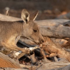 Macropus giganteus (Eastern Grey Kangaroo) at Majura, ACT - 25 Jan 2020 by rawshorty
