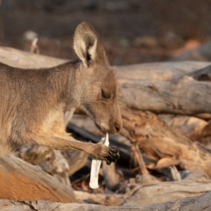 Macropus giganteus at Mount Ainslie - 26 Jan 2020 07:08 AM