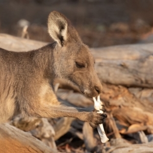 Macropus giganteus at Mount Ainslie - 26 Jan 2020 07:08 AM