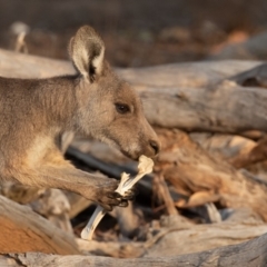 Macropus giganteus at Mount Ainslie - 26 Jan 2020 07:08 AM