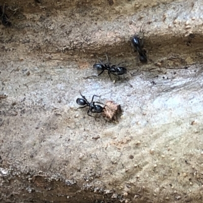 Iridomyrmex sp. (genus) (Ant) at Termeil, NSW - 26 Jan 2020 by Jubeyjubes