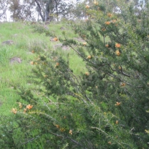 Grevillea juniperina at Hughes, ACT - 7 Feb 2016