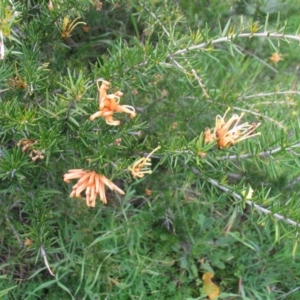 Grevillea juniperina at Hughes, ACT - 7 Feb 2016 12:00 AM