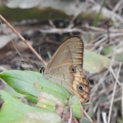 Hypocysta metirius (Brown Ringlet) at Tuross Head, NSW - 26 Jan 2020 by HelenCross