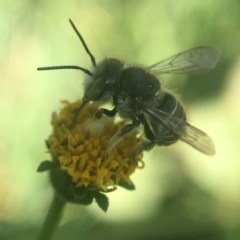 Pseudoanthidium (Immanthidium) repetitum (African carder bee) at Yarralumla, ACT - 26 Jan 2020 by PeterA