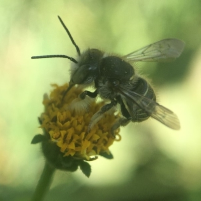 Pseudoanthidium (Immanthidium) repetitum (African carder bee, Megachild bee) at Yarralumla, ACT - 25 Jan 2020 by PeterA
