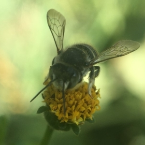 Pseudoanthidium (Immanthidium) repetitum at Yarralumla, ACT - 26 Jan 2020