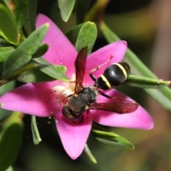 Eumeninae (subfamily) (Unidentified Potter wasp) at Acton, ACT - 15 Jan 2020 by TimL