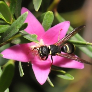 Eumeninae (subfamily) at Acton, ACT - 15 Jan 2020