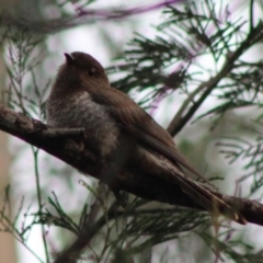 Cacomantis flabelliformis (Fan-tailed Cuckoo) at Moruya, NSW - 25 Jan 2020 by LisaH