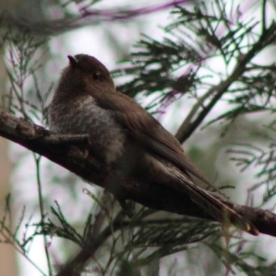 Cacomantis flabelliformis (Fan-tailed Cuckoo) at Moruya, NSW - 25 Jan 2020 by LisaH