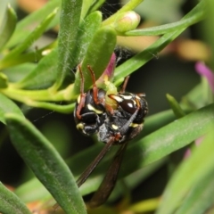 Eumeninae (subfamily) (Unidentified Potter wasp) at Acton, ACT - 15 Jan 2020 by TimL