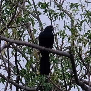 Eudynamys orientalis at Florey, ACT - 27 Jan 2020