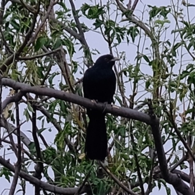 Eudynamys orientalis (Pacific Koel) at Florey, ACT - 27 Jan 2020 by Kurt