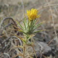 Carthamus lanatus (Saffron Thistle) at Tennent, ACT - 15 Dec 2019 by michaelb