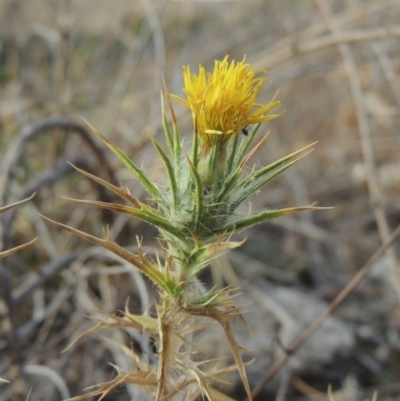 Carthamus lanatus (Saffron Thistle) at Tennent, ACT - 15 Dec 2019 by michaelb