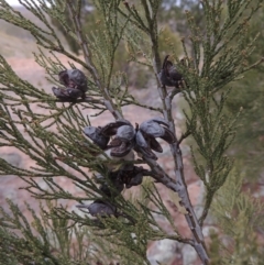 Callitris endlicheri (Black Cypress Pine) at Tennent, ACT - 15 Dec 2019 by michaelb