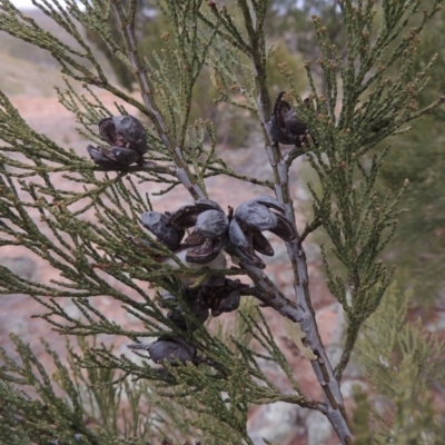 Callitris endlicheri (Black Cypress Pine) at Tennent, ACT - 15 Dec 2019 by MichaelBedingfield