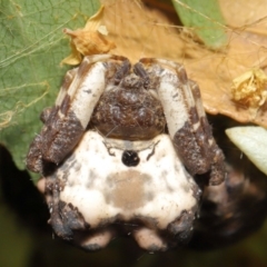 Celaenia excavata (Bird-dropping spider) at ANBG - 19 Jan 2020 by TimL