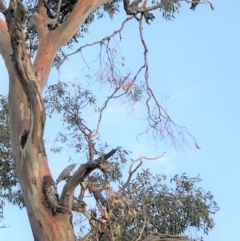 Callocephalon fimbriatum (Gang-gang Cockatoo) at GG38 - 26 Jan 2020 by JackyF