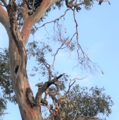 Callocephalon fimbriatum at Hughes, ACT - suppressed