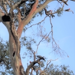 Callocephalon fimbriatum at Hughes, ACT - suppressed