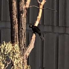 Zanda funerea (Yellow-tailed Black-Cockatoo) at Deakin, ACT - 22 Jan 2020 by JackyF