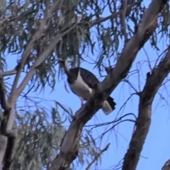 Threskiornis spinicollis (Straw-necked Ibis) at Federal Golf Course - 26 Jan 2020 by JackyF