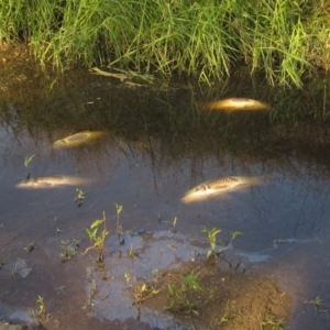 Cyprinus carpio at Latham, ACT - 19 Jan 2020