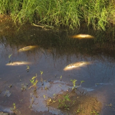 Cyprinus carpio (Common Carp) at Umbagong District Park - 19 Jan 2020 by pinnaCLE