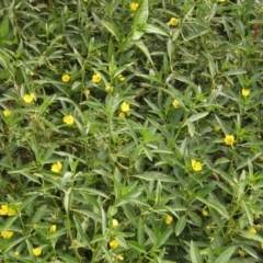 Ludwigia peploides subsp. montevidensis at Belconnen, ACT - 15 Jan 2020