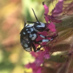 Thyreus caeruleopunctatus (Chequered cuckoo bee) at Acton, ACT - 27 Jan 2020 by PeterA