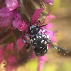 Thyreus caeruleopunctatus at Acton, ACT - 27 Jan 2020