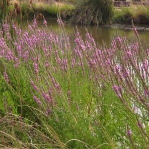 Lythrum salicaria at Belconnen, ACT - 15 Jan 2020