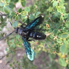 Austroscolia soror (Blue Flower Wasp) at Hughes, ACT - 26 Jan 2020 by Linden